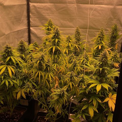 Auto Somango growlog timeline photo