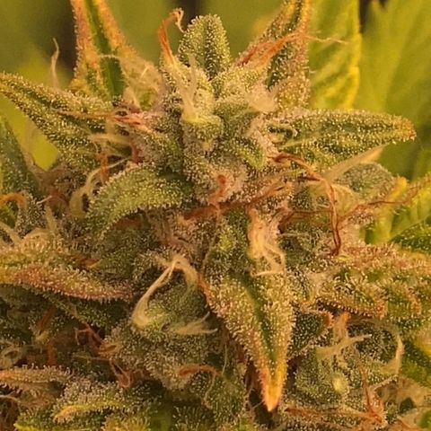 Auto Somango growlog photo: N4
