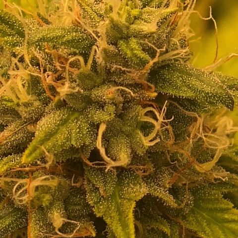 Auto Somango growlog photo: N7