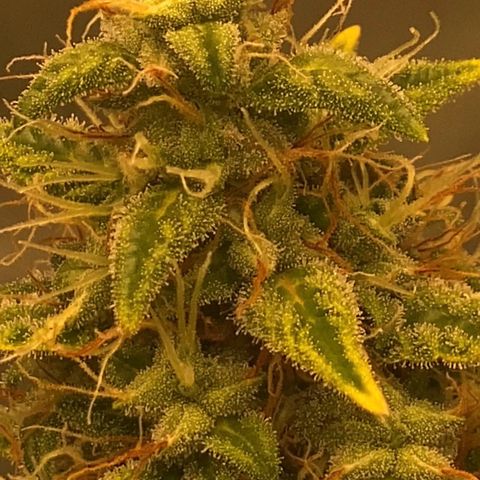 Auto Somango growlog photo: N2