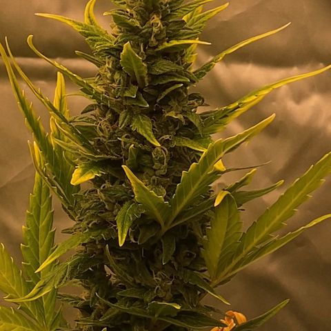 Auto Somango growlog photo: N3, el feno mas sativa de todos, manteniendo una estructura ancestral, espigada y cargada de resina, mucha resina y un olor punzante y acaramelado que a pesar de no ser la más apetecible, puede sorprender en el terpeno
