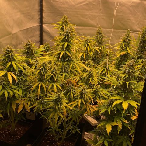 Auto Somango growlog timeline photo