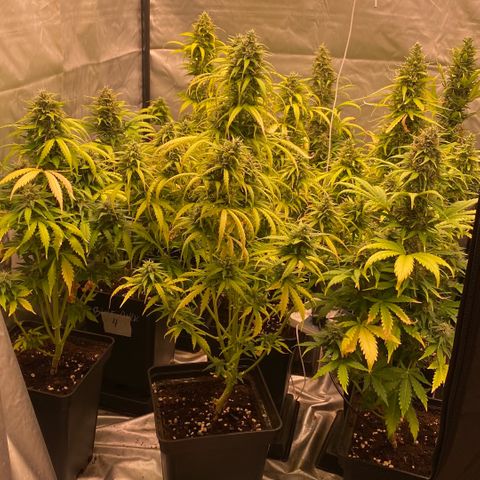 Auto Somango growlog timeline photo