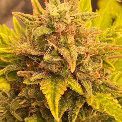Auto Somango growlog timeline photo