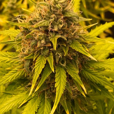 Auto Somango growlog timeline photo