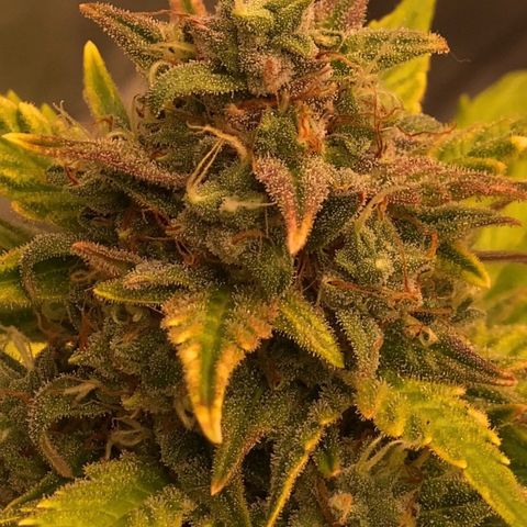 Auto Somango growlog photo: Tic tac⏳