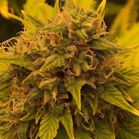 Auto Somango growlog photo: Tic tac⏳