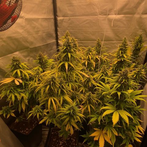 Auto Somango growlog photo: Tic tac⏳