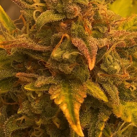 Auto Somango growlog photo: #4