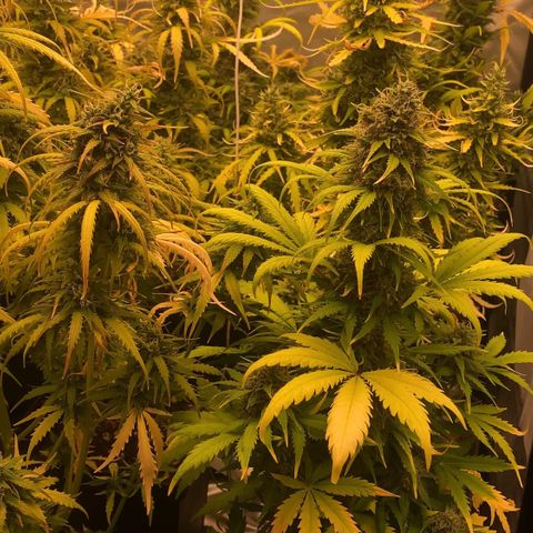 Auto Somango growlog photo: #4 y pepinos masivos