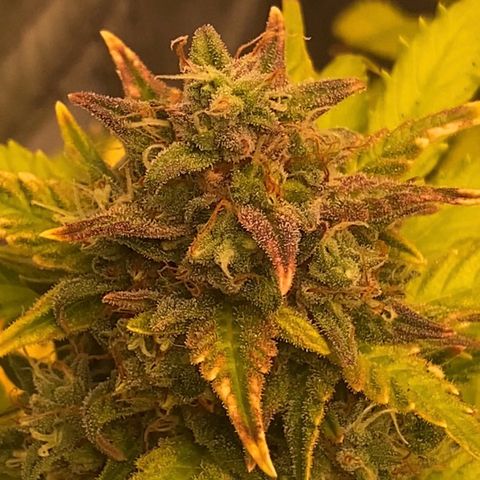 Auto Somango growlog photo: #4 y pepinos masivos