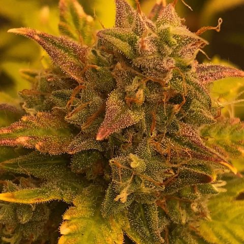 Auto Somango growlog timeline photo