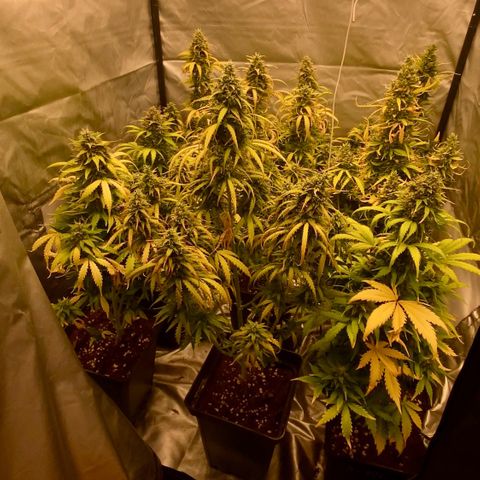 Auto Somango growlog timeline photo
