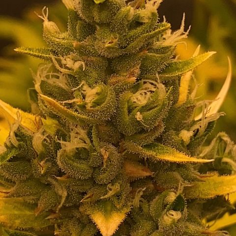 Auto Somango growlog photo: #6