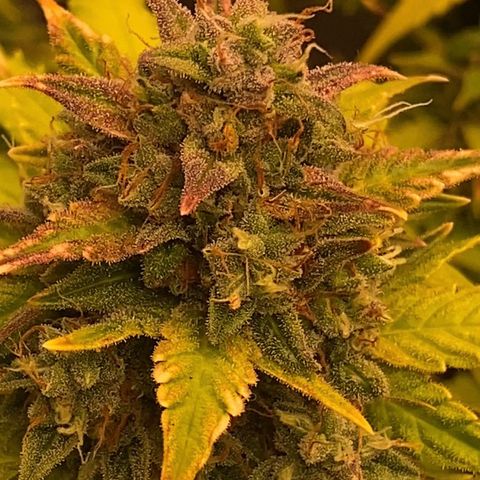 Auto Somango growlog timeline photo