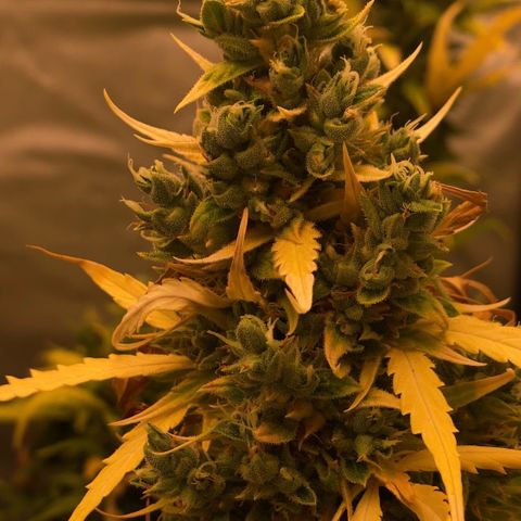 Auto Somango growlog timeline photo