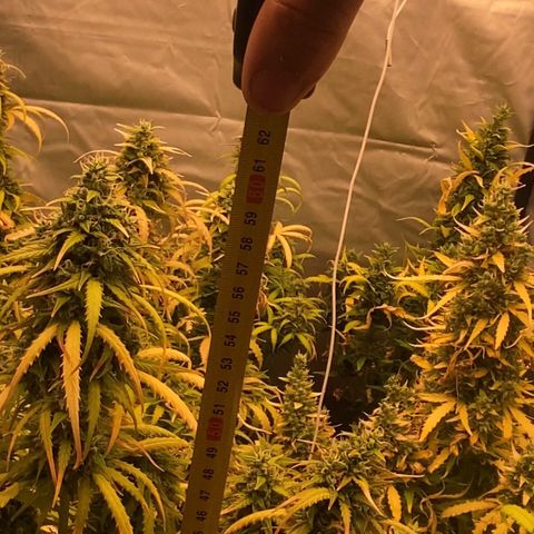 Auto Somango growlog timeline photo