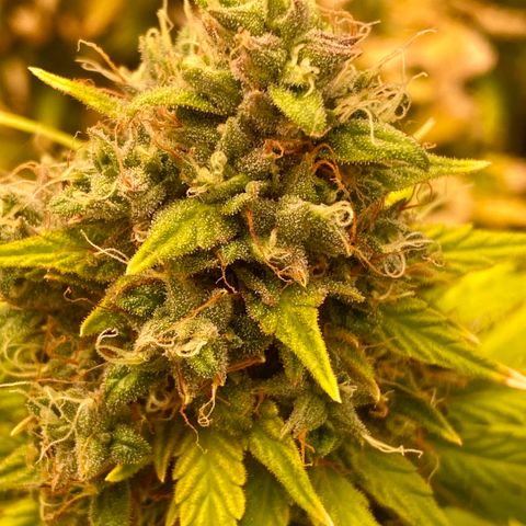 Auto Somango growlog timeline photo
