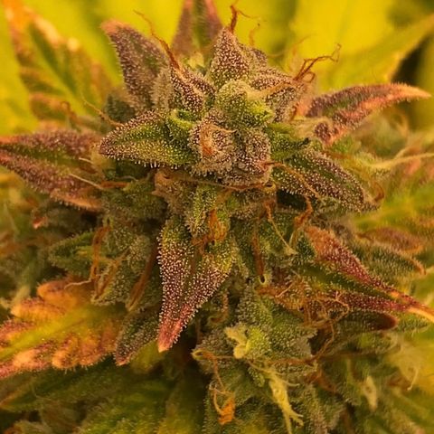 Auto Somango growlog timeline photo