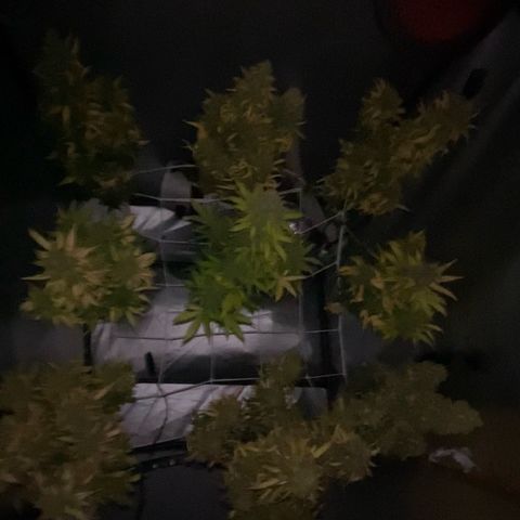 Auto Somango growlog timeline photo