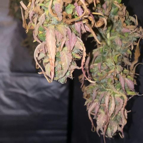 Auto Somango growlog photo: Casi estan, las voy a dejar un dia mas secando para que cumplan la semana, a tener en cuenta, que estuvieron 4 dias antes de la cosecha sin agua