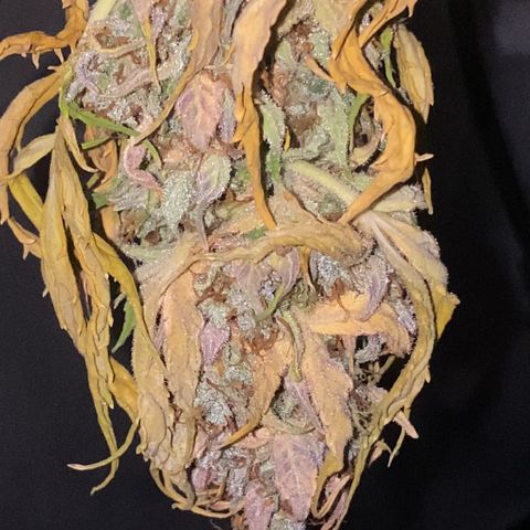 Auto Somango growlog photo: Casi estan, las voy a dejar un dia mas secando para que cumplan la semana, a tener en cuenta, que estuvieron 4 dias antes de la cosecha sin agua