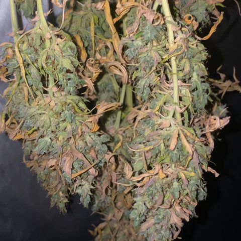 Auto Somango growlog photo: Casi estan, las voy a dejar un dia mas secando para que cumplan la semana, a tener en cuenta, que estuvieron 4 dias antes de la cosecha sin agua