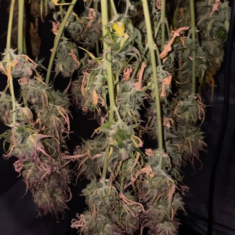 Auto Somango growlog photo: Casi estan, las voy a dejar un dia mas secando para que cumplan la semana, a tener en cuenta, que estuvieron 4 dias antes de la cosecha sin agua