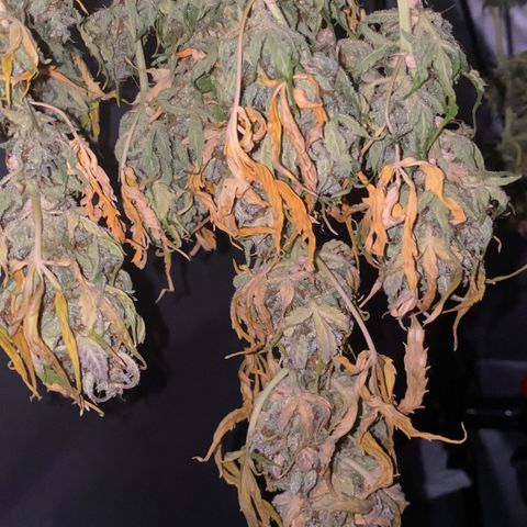 Auto Somango growlog photo: Casi estan, las voy a dejar un dia mas secando para que cumplan la semana, a tener en cuenta, que estuvieron 4 dias antes de la cosecha sin agua