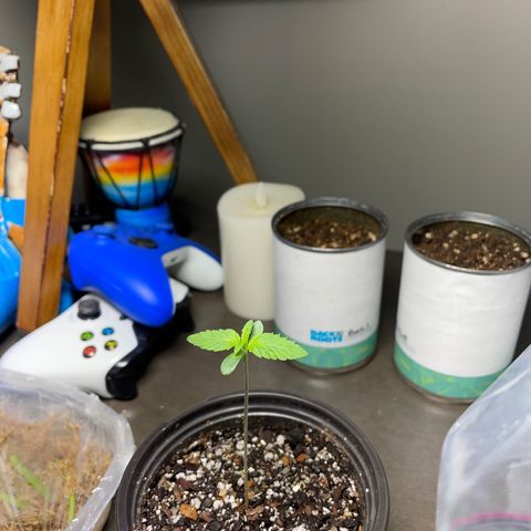 Lemon G x Dosido (gift) growlog timeline photo
