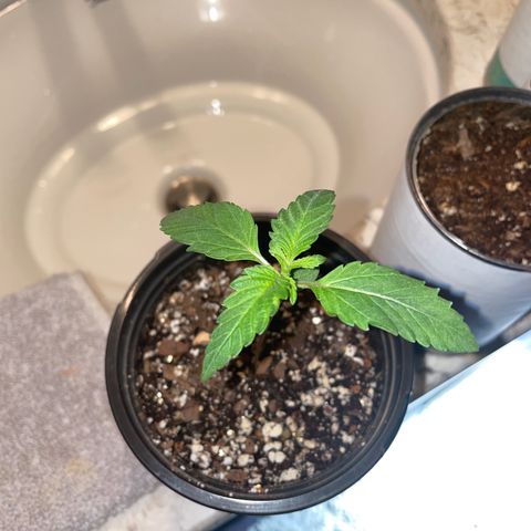 Lemon G x Dosido (gift) growlog timeline photo