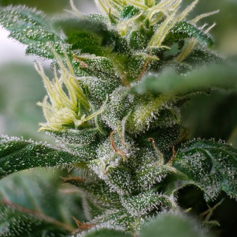 Lemon G x Dosido (gift) growlog timeline photo