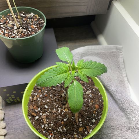 Lemon G x Dosido (gift) growlog timeline photo