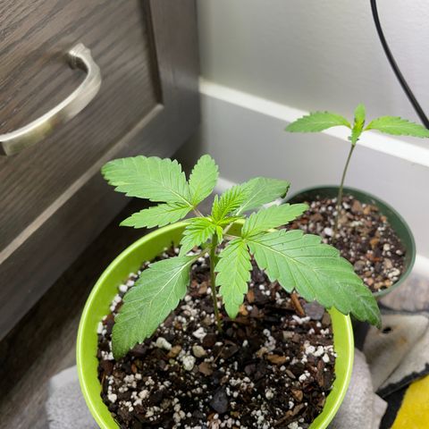 Lemon G x Dosido (gift) growlog photo: Overwatering issue looking better