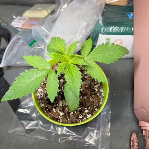 Lemon G x Dosido (gift) growlog timeline photo