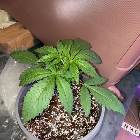 Lemon G x Dosido (gift) growlog timeline photo