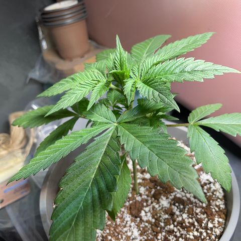 Lemon G x Dosido (gift) growlog timeline photo