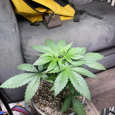 Lemon G x Dosido (gift) growlog timeline photo