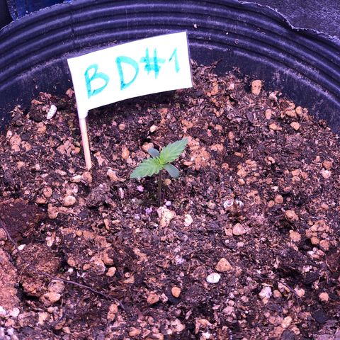 Big Devil Auto #1 growlog timeline photo