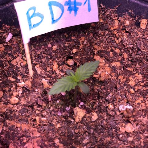 Big Devil Auto #1 growlog timeline photo