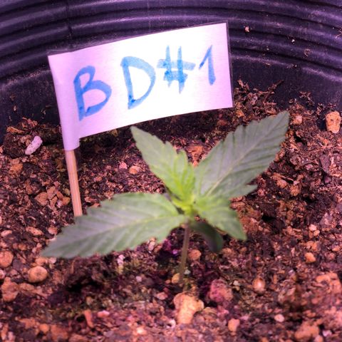 Big Devil Auto #1 growlog timeline photo