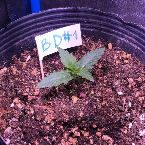 Big Devil Auto #1 growlog timeline photo