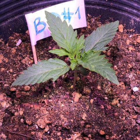 Big Devil Auto #1 growlog timeline photo