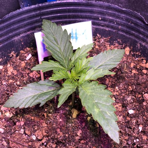 Big Devil Auto #1 growlog timeline photo