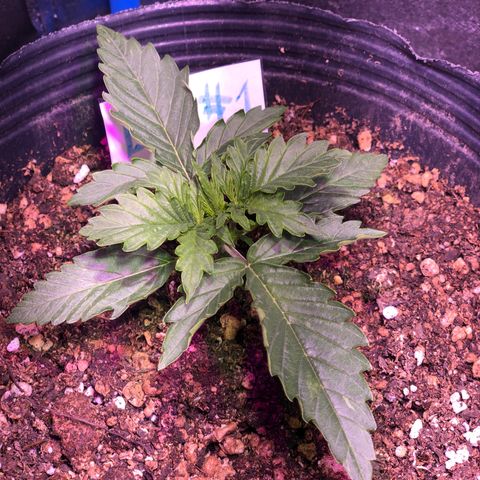 Big Devil Auto #1 growlog timeline photo