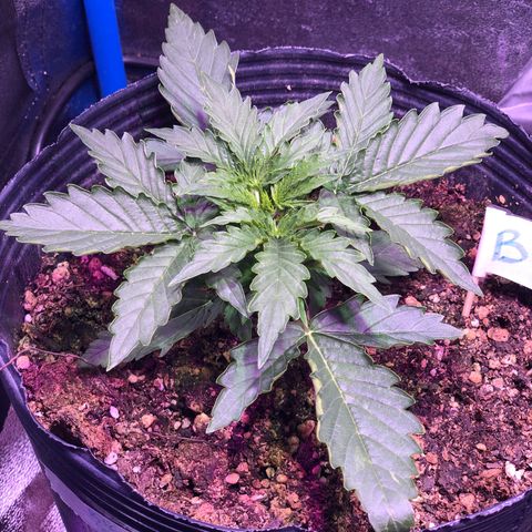 Big Devil Auto #1 growlog timeline photo