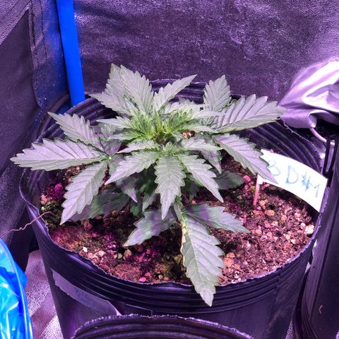 Big Devil Auto #1 growlog timeline photo