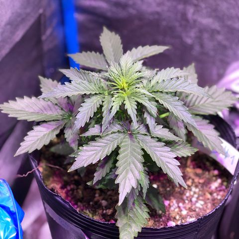 Big Devil Auto #1 growlog timeline photo