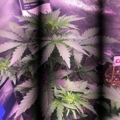 Big Devil Auto #1 growlog timeline photo