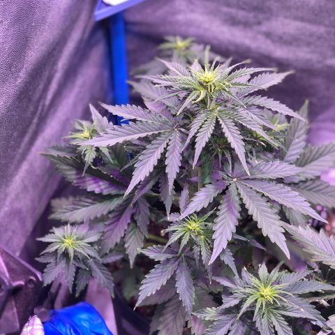 Big Devil Auto #1 growlog timeline photo